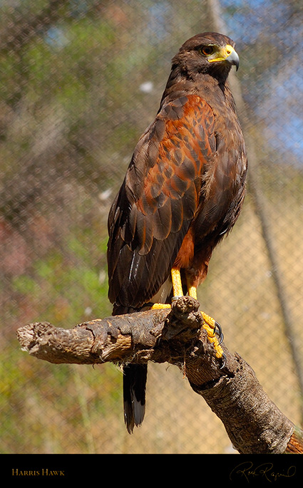 HarrisHawk_3503