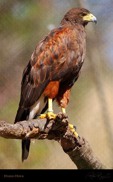 HarrisHawk_4721