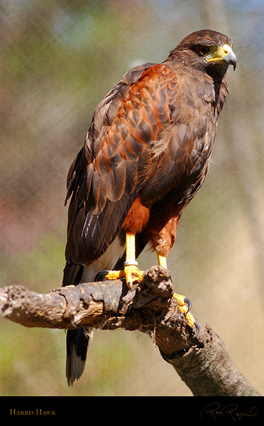 HarrisHawk_4722