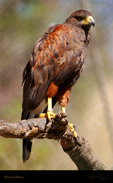 HarrisHawk_4723