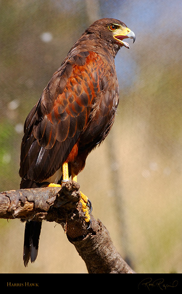 HarrisHawk_4729