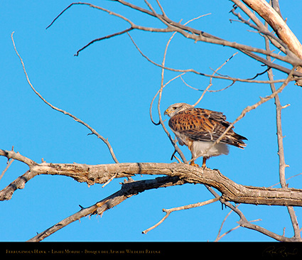 LightMorph_FerruginousHawk_4156M