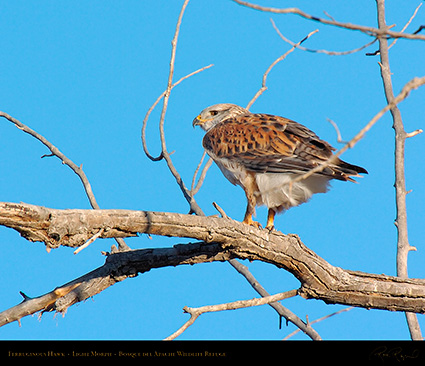 LightMorph_FerruginousHawk_4159c_M