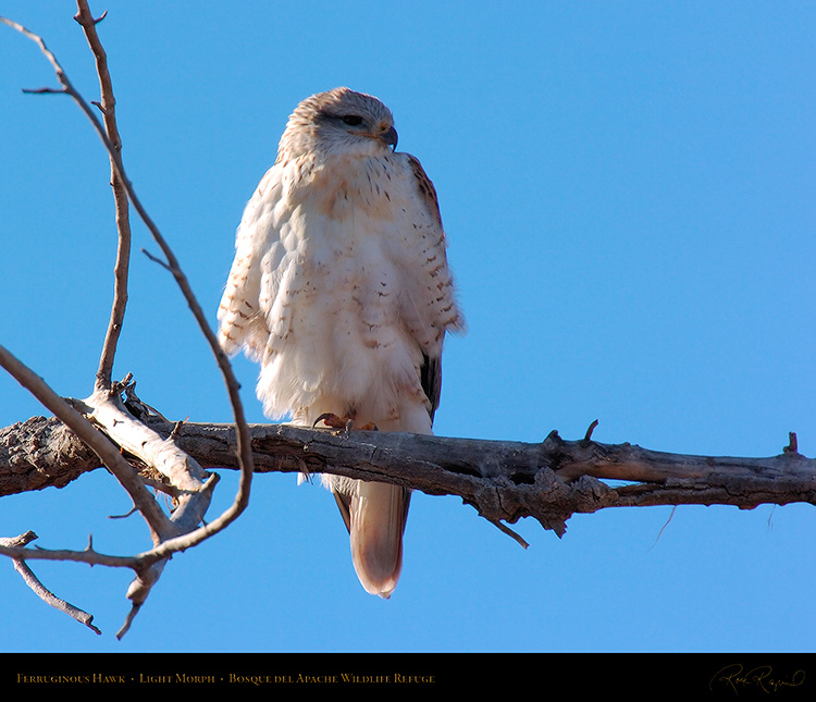 LightMorph_FerruginousHawk_5912M