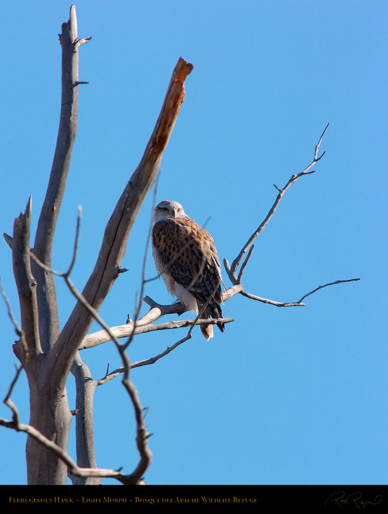 LightMorph_FerruginousHawk_5929M