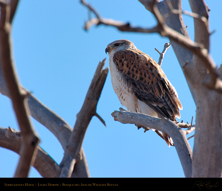 LightMorph_FerruginousHawk_5943M