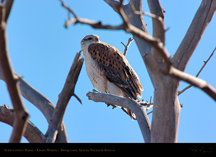 LightMorph_FerruginousHawk_5946