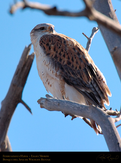 LightMorph_FerruginousHawk_5946c