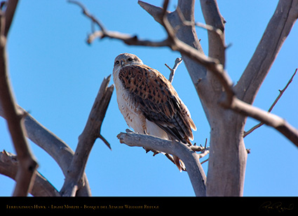 LightMorph_FerruginousHawk_5951