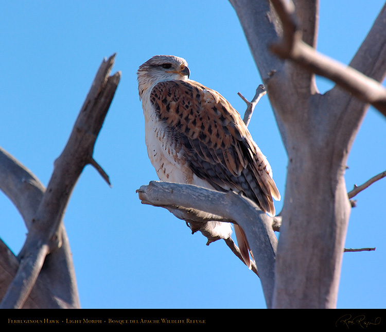 LightMorph_FerruginousHawk_5955M