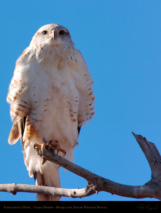 LightMorph_FerruginousHawk_5981M