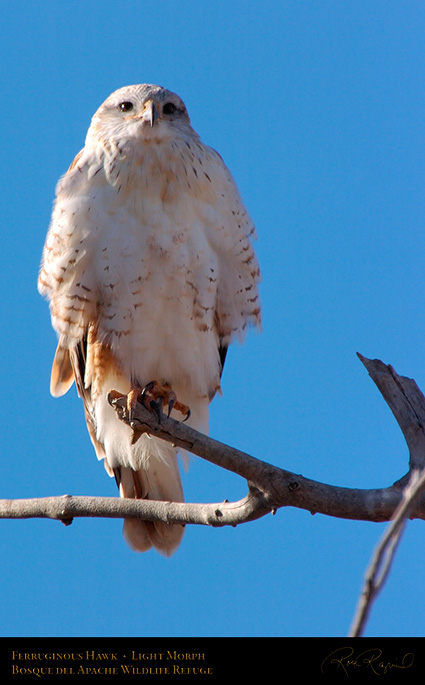 LightMorph_FerruginousHawk_5990