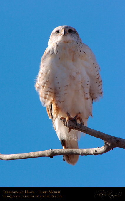 LightMorph_FerruginousHawk_6001