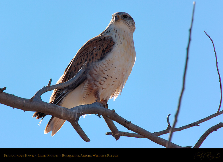 LightMorph_FerruginousHawk_6116