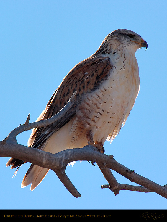 LightMorph_FerruginousHawk_6121c_M