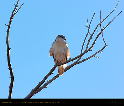 LightMorph_FerruginousHawk_6130M