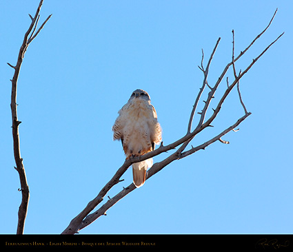 LightMorph_FerruginousHawk_6131M