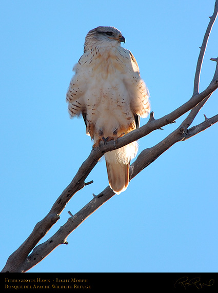 LightMorph_FerruginousHawk_6136