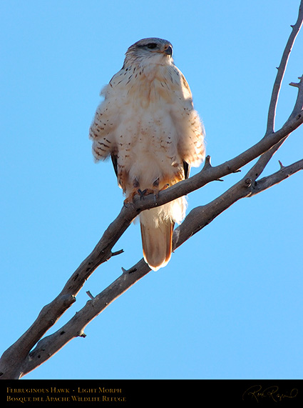 LightMorph_FerruginousHawk_6142