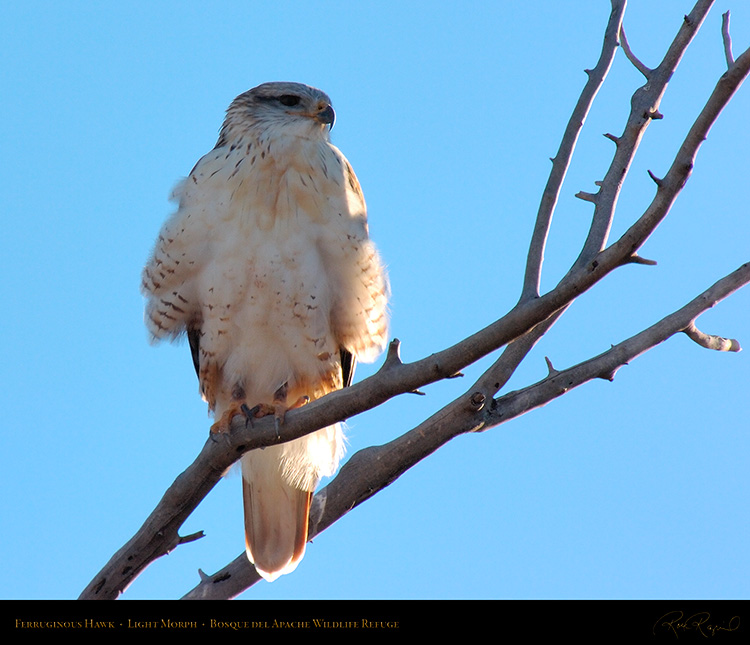 LightMorph_FerruginousHawk_6144M