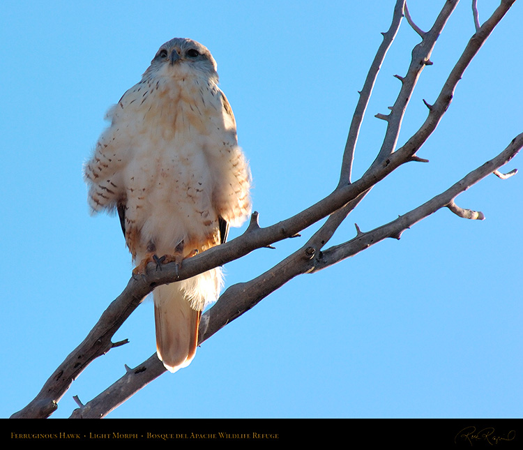 LightMorph_FerruginousHawk_6147M