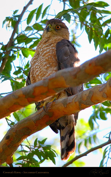 CoopersHawk_0502M