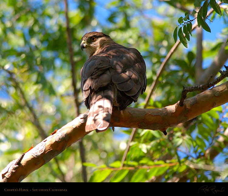 CoopersHawk_0554M