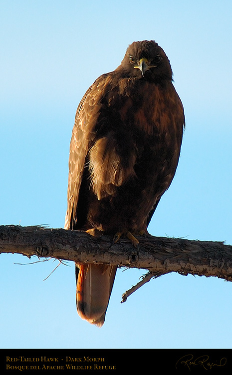 DarkMorph_Red-Tailed_Hawk_4245c