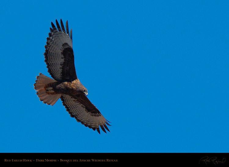 DarkMorph_Red-Tailed_Hawk_X6645