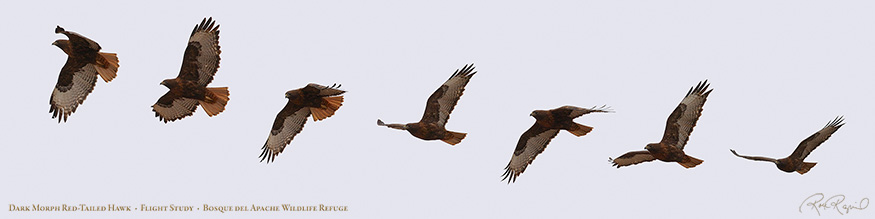 DarkMorph_Red-Tail_FlightStudy_SXL