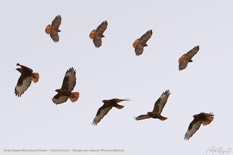 DarkMorph_Red-Tail_FlightStudy_XXL