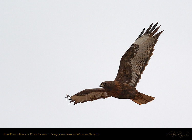 DarkMorph_Red-Tailed_Hawk_5547