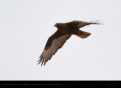 DarkMorph_Red-Tailed_Hawk_5548