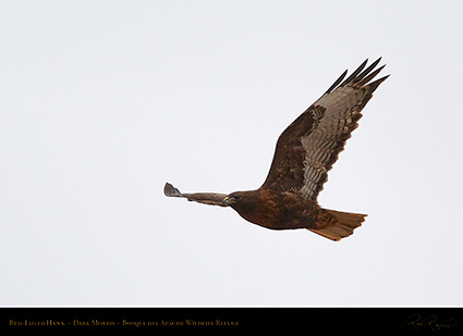 DarkMorph_Red-Tailed_Hawk_5549