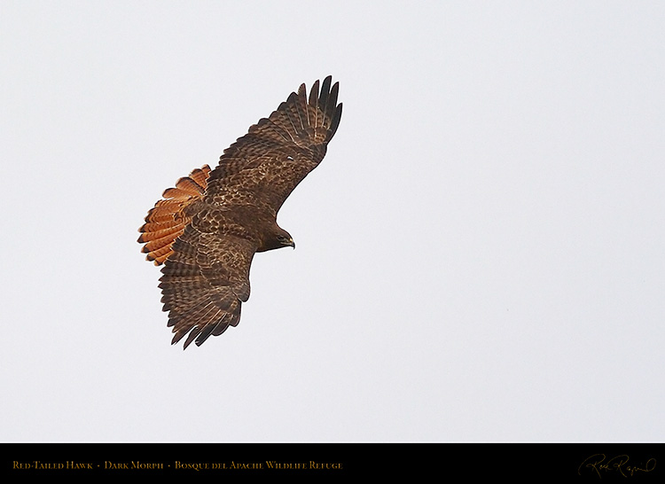 DarkMorph_Red-Tailed_Hawk_5561