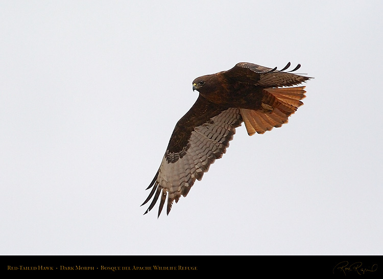 DarkMorph_Red-Tailed_Hawk_5565