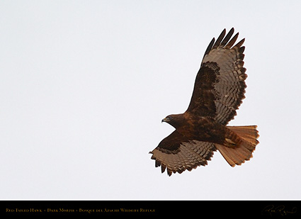 DarkMorph_Red-Tailed_Hawk_5566