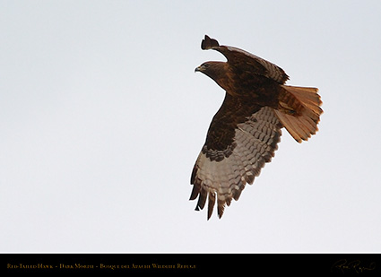 DarkMorph_Red-Tailed_Hawk_5568