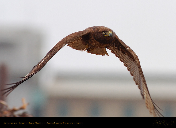 DarkMorph_Red-Tailed_Hawk_HS9138