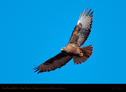 DarkMorph_Red-Tailed_Hawk_X3974