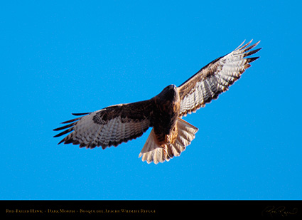 DarkMorph_Red-Tailed_Hawk_X3976