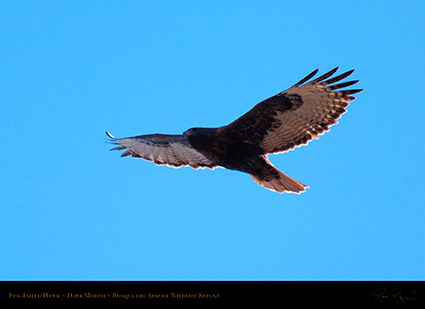 DarkMorph_Red-Tailed_Hawk_X3979