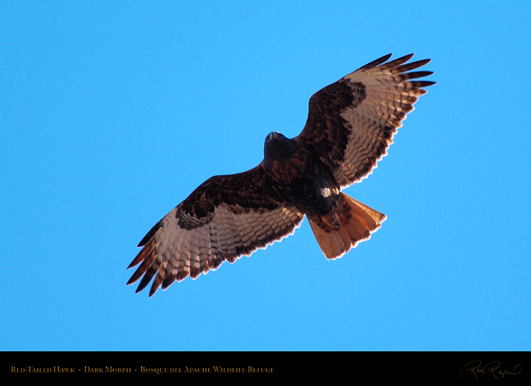 DarkMorph_Red-Tailed_Hawk_X3980