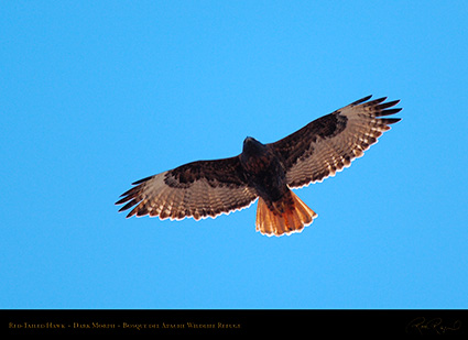 DarkMorph_Red-Tailed_Hawk_X3983