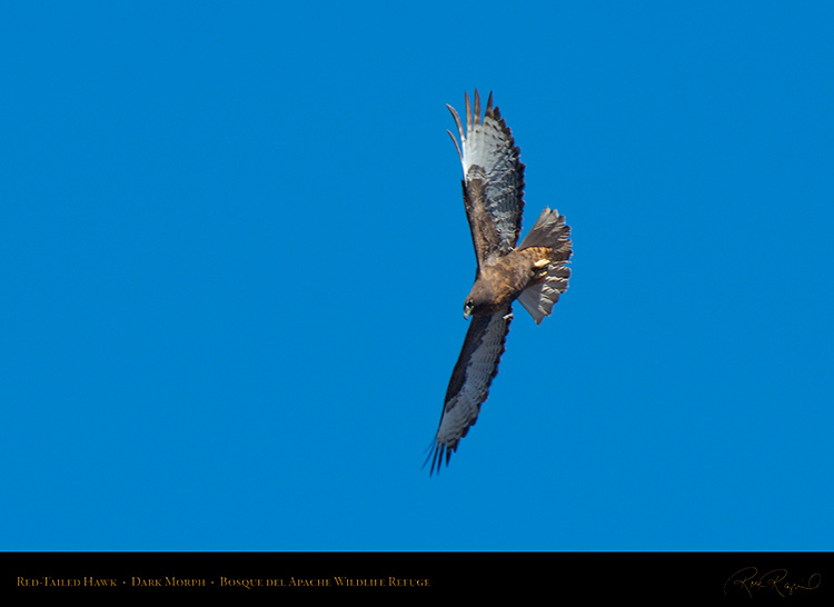 DarkMorph_Red-Tailed_Hawk_X6648