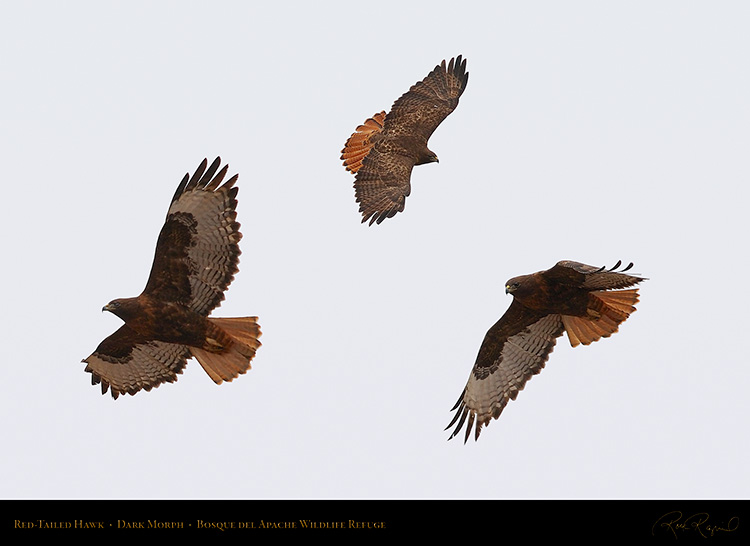 DarkMorph_Red-Tailed_Hawk_XL