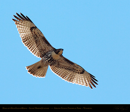 Harlans_Red-Tail_LightMorph_Juvenile_0705M