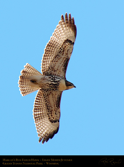 Harlans_Red-Tail_LightMorph_Juvenile_0707c