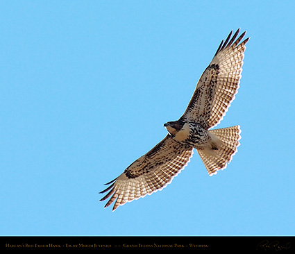 Harlans_Red-Tail_LightMorph_Juvenile_0708M