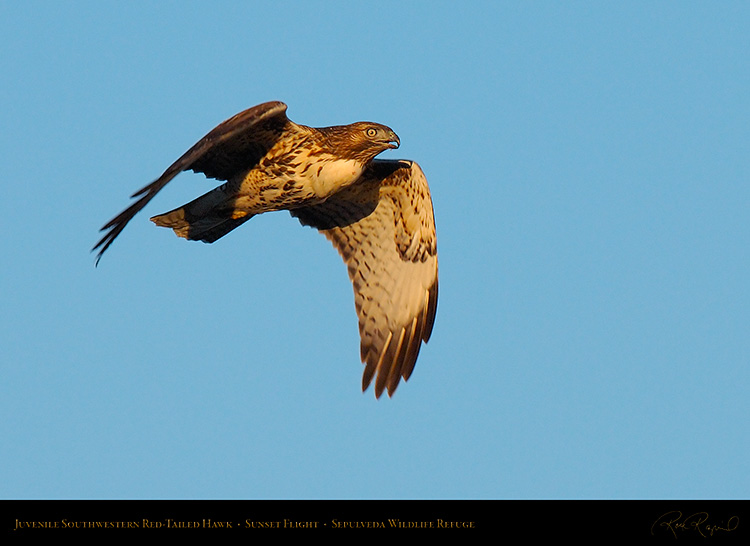 Juvenile_SW_RedTail_X7498